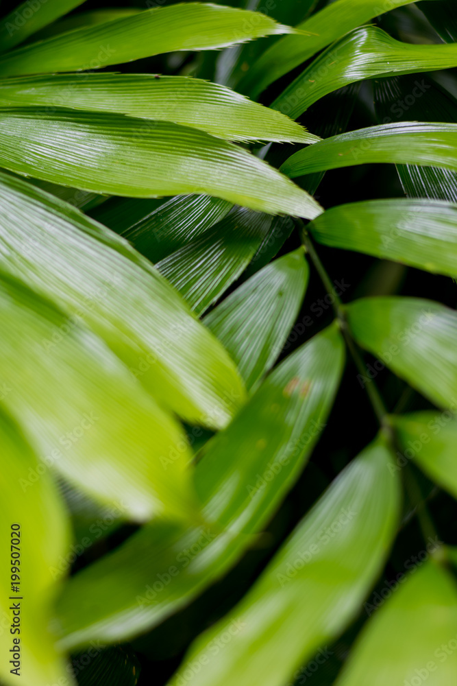 Lush tropical green Rainforest Foliage Lush tropical green Rainforest Foliage