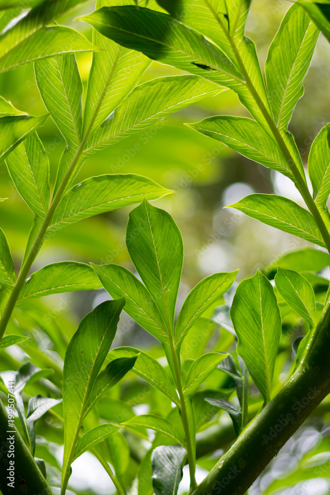Fototapeta premium Lush tropical green Rainforest Foliage 