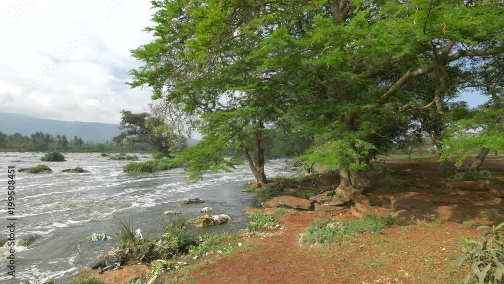 Trees on the shore of a river Trees on the shore of a river