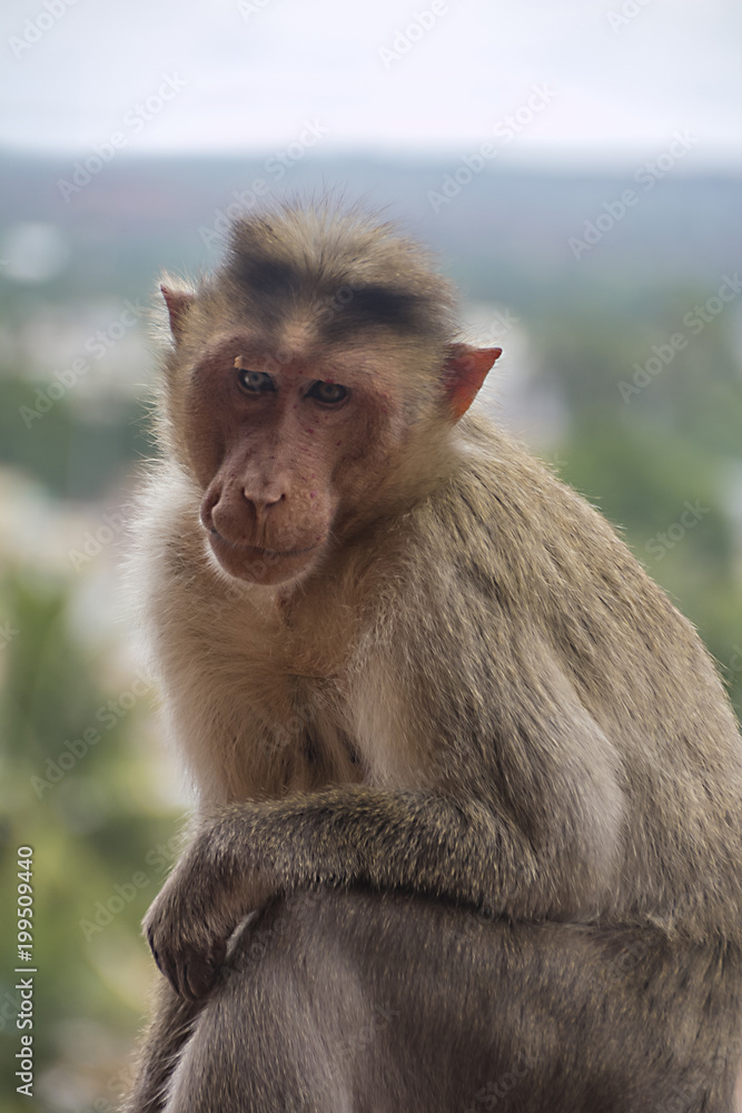 Worried Monkey Worried Monkey