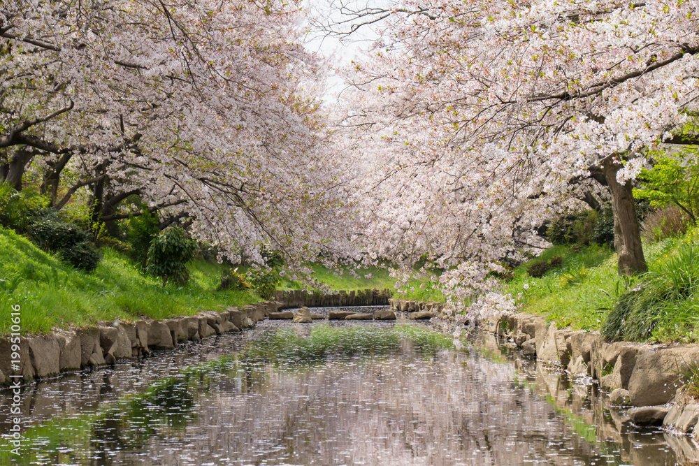 Fototapeta premium 花の盛りを過ぎて、散る元荒川の桜