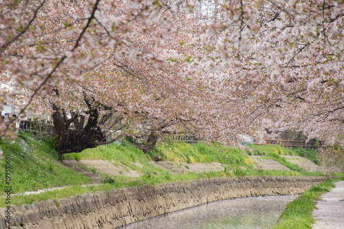 花の盛りを過ぎて、散る元荒川の桜