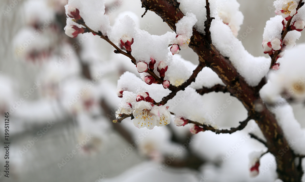 Blooming peach blossoms in the park after the snow