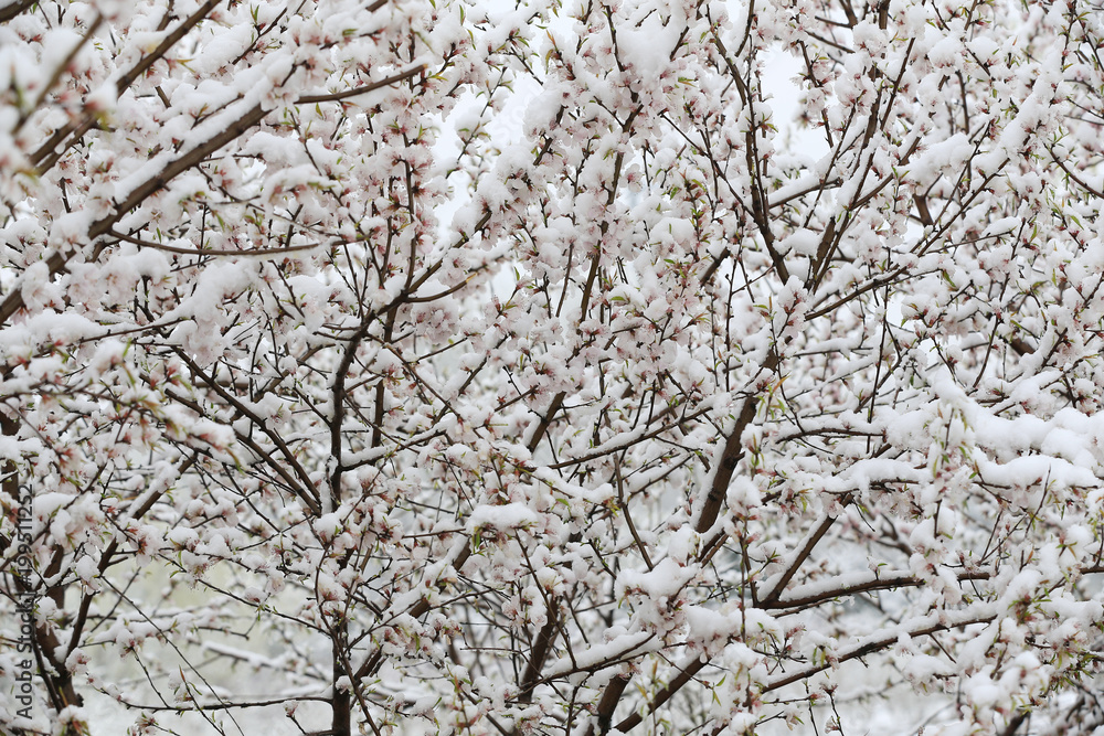 Blooming peach blossoms in the park after the snow Blooming peach blossoms in the park after the snow