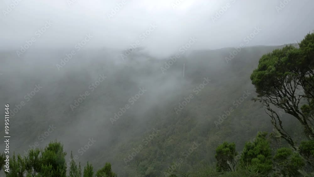 Forest covered by mist Forest covered by mist