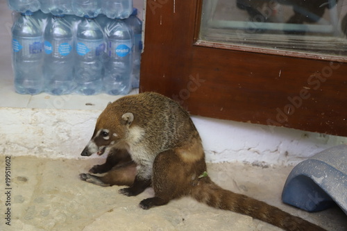 Nosuha or coati are popular in the state of Quintana Roo. They're cool as cats, but they scratch and bite