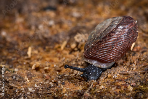 Snail Close Up