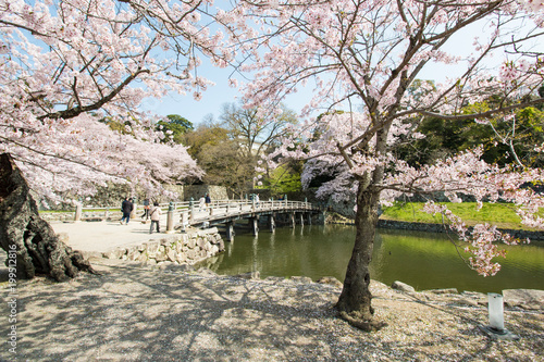 彦根城の堀の桜