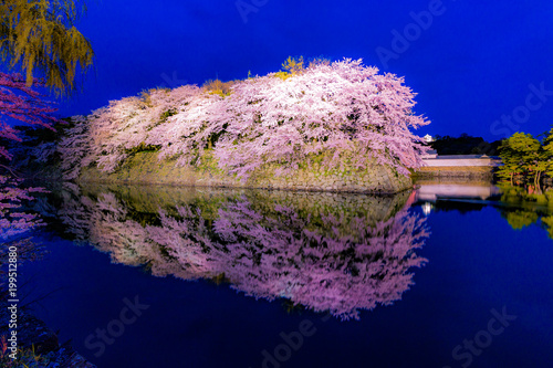 彦根城の桜ライトアップ
