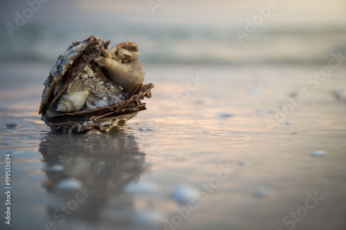 Fototapeta Naklejka Na Ścianę i Meble -  Crab hiding under shells