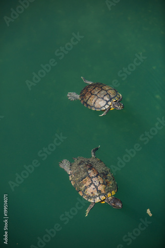 Two Turtles Swimming Together in Clear Blue Water