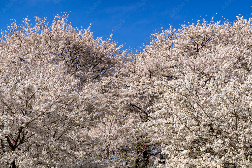 満開の桜咲く権現堂堤公園