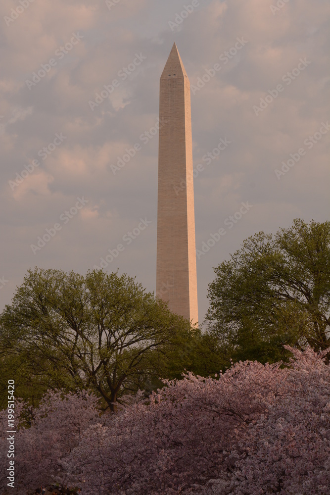 Images of Cherry Blossoms, Washington DC