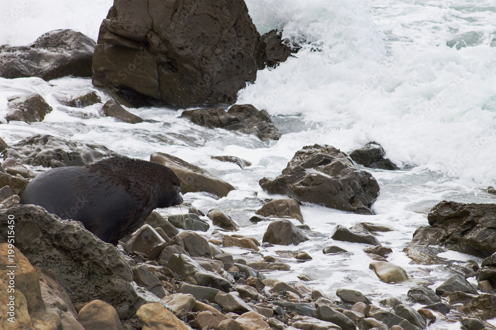 A Fur Seal (Arctocephalus forsteri) in Kaikoura on the Southern East Coast of New Zealand with copy space. A Fur Seal (Arctocephalus forsteri) in Kaikoura on the Southern East Coast of New Zealand with copy space.