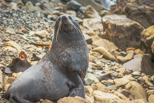 A Fur Seal (Arctocephalus forsteri) in Kaikoura on the Southern East Coast of New Zealand with copy space.