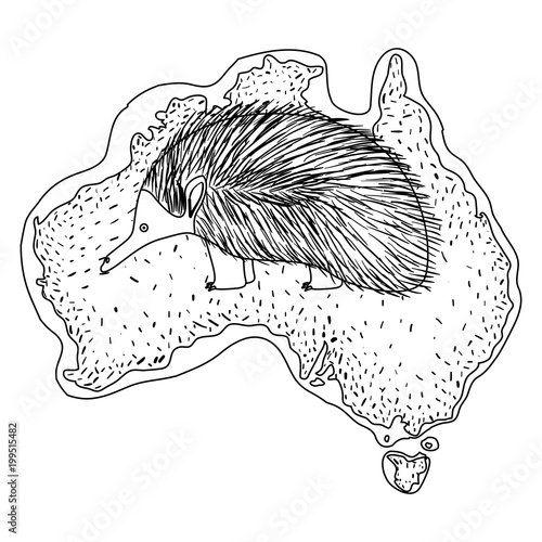 wild echidna over australian map