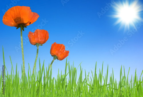 poppies and grass with sky