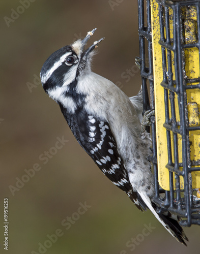 Woodpecker with suet feeder