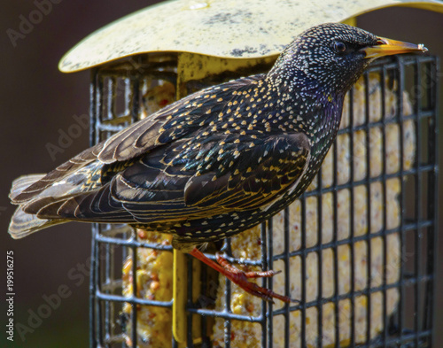 Crow at the feeder