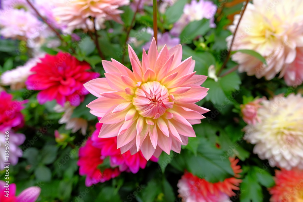 blossom chrysanthemum daisy with colorful flower blossom chrysanthemum daisy with colorful flower