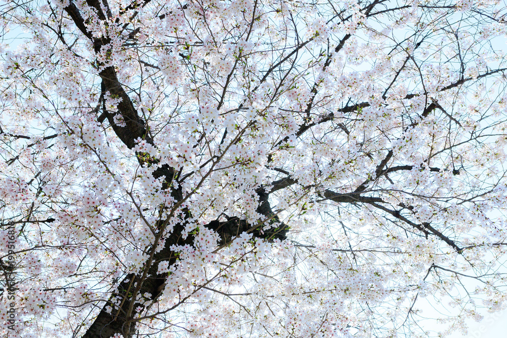 Obraz premium 桜の木