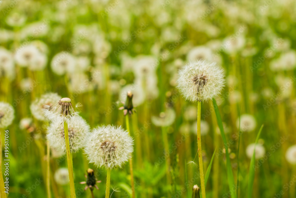 Summer field of dandelions flowers.Amazing field with white dandelions at sunset.Meadow Of Dandelions to Make Dandelion Wine. Summer field of dandelions flowers.Amazing field with white dandelions at sunset.Meadow Of Dandelions to Make Dandelion Wine.