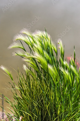 Obraz na plátně Eldorado Feather Reed Grass