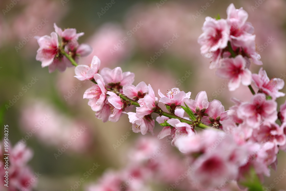 Beautiful peach blossom
