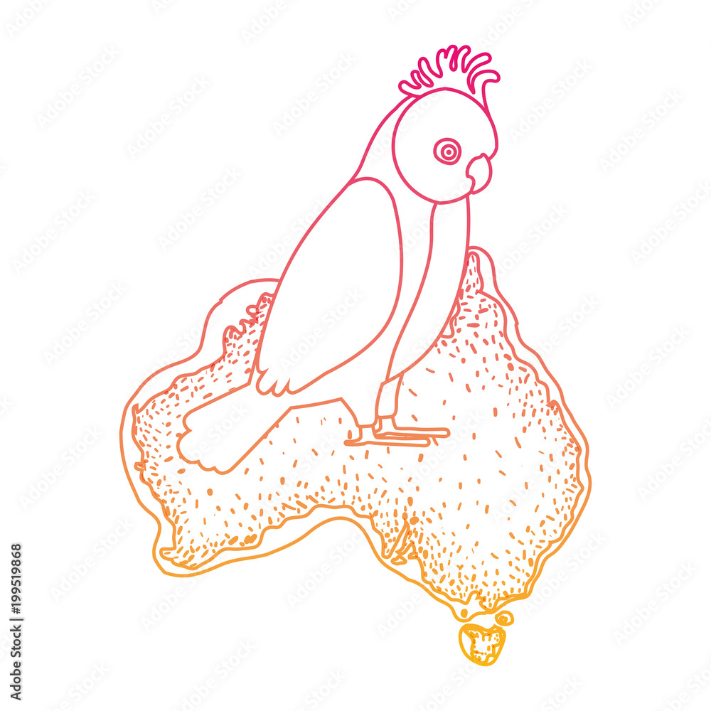 gang gang cockatoo bird over australian map gang gang cockatoo bird over australian map