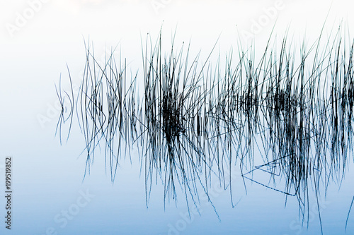 White reeds