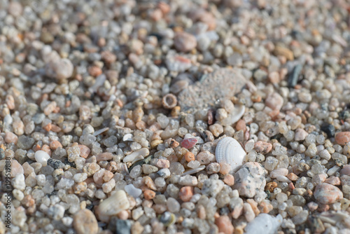 砂浜の砂と貝殻