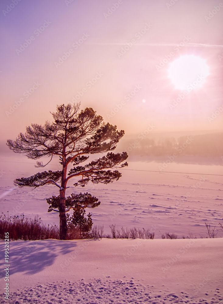 Winter vertical background with tree and sun
