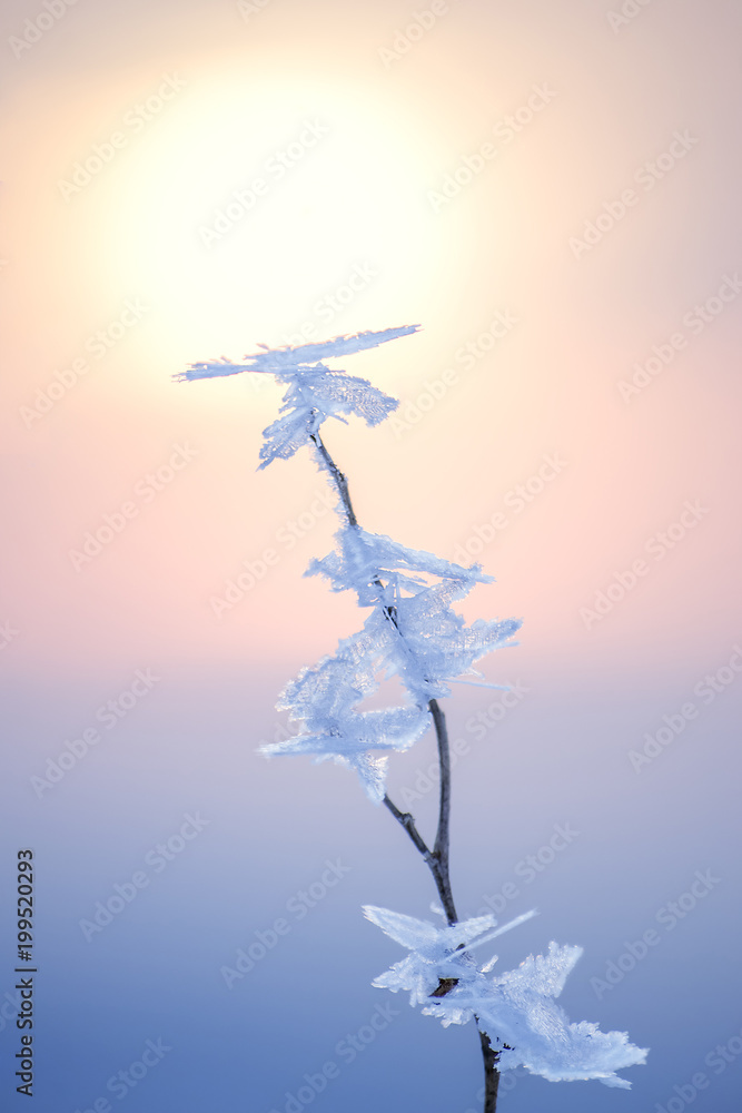 Vertical backdrop with frozen branch and winter sun