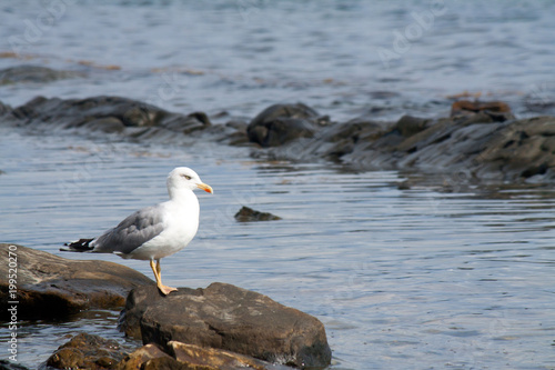 gulls sitting on stones on the seashore