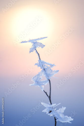 Obraz na płótnie Vertical backdrop with frozen branch and winter sun w salonie
