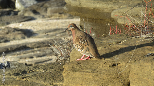 Galapagos Dove photo