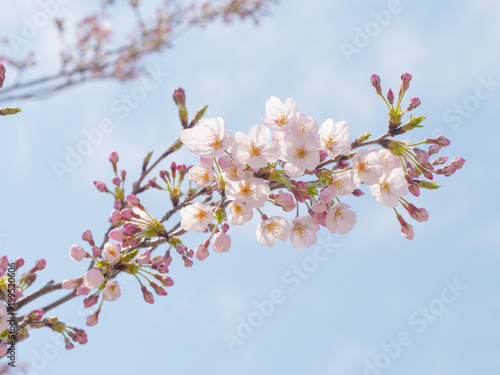 春 桜 新生活 卒業 入学 © pixelstock0.com