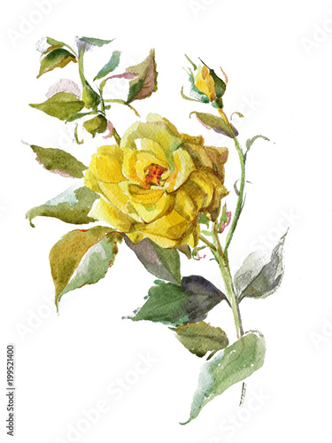 watercolor of yellow rose