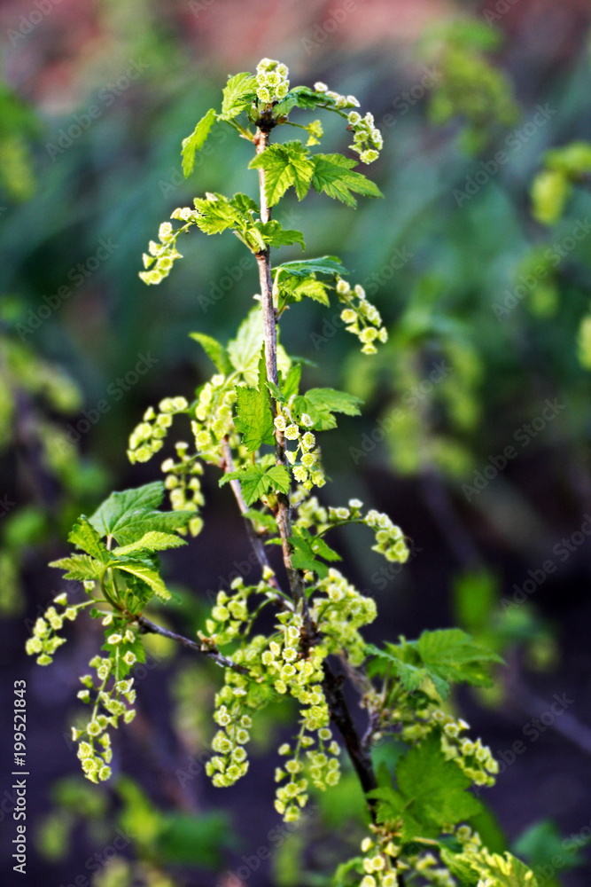 Currant branch with flowers. Currant branch with flowers.