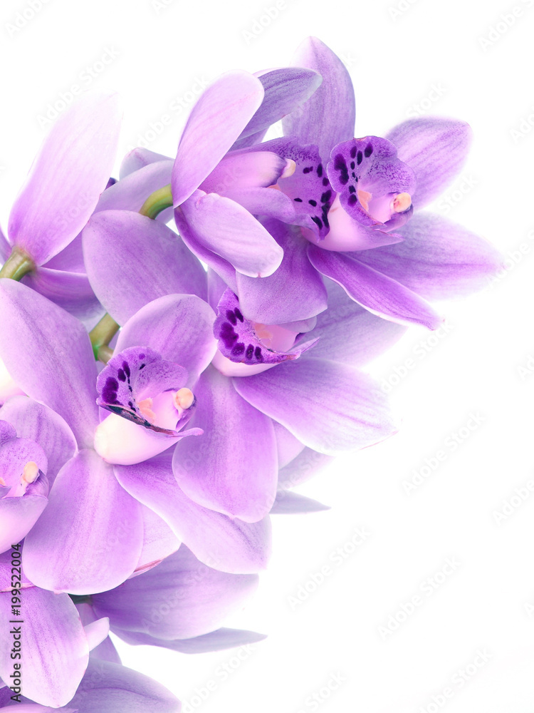 Fototapeta premium Flower orchid