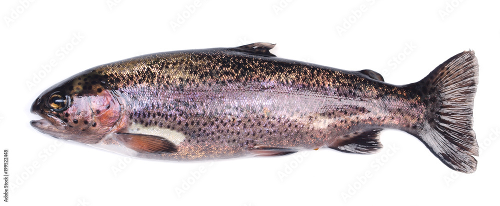Fish trout Fish trout