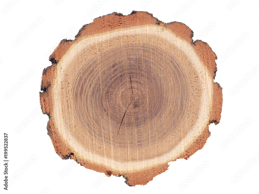 Tree cut Tree cut