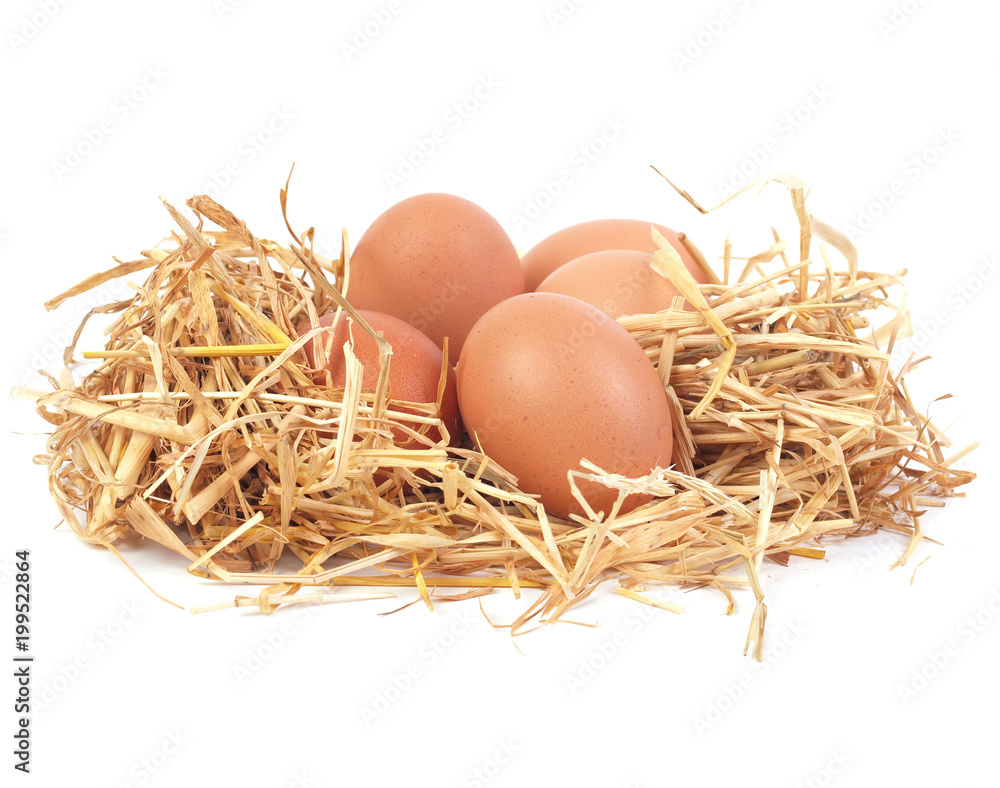 Fresh eggs Fresh eggs