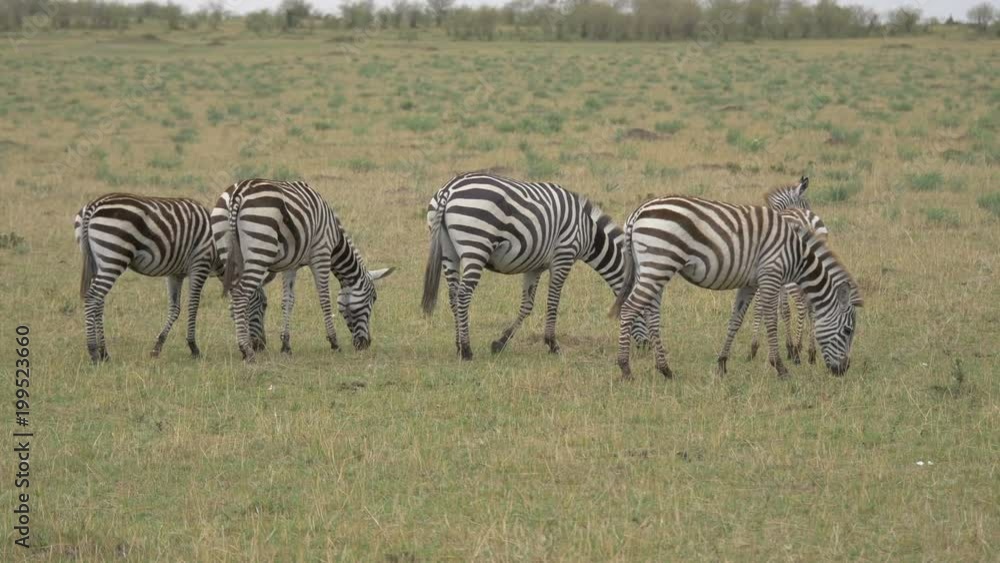 Zebras grazing in Maasai Mara Zebras grazing in Maasai Mara
