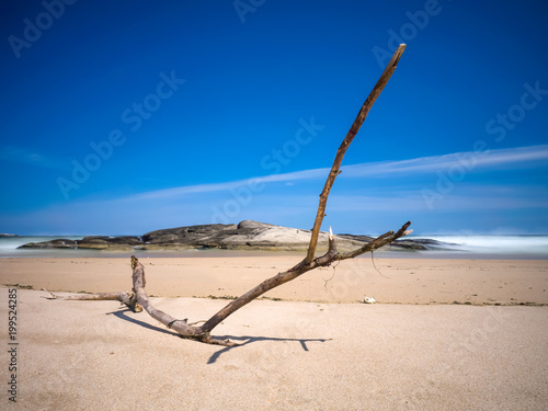 Branch on a Beach