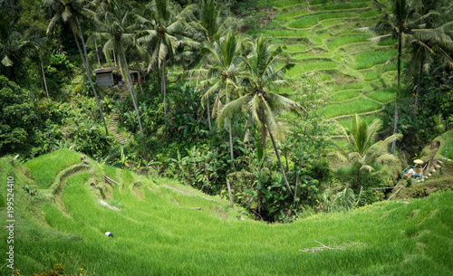 rice paddies, ubud, bali, indonesia