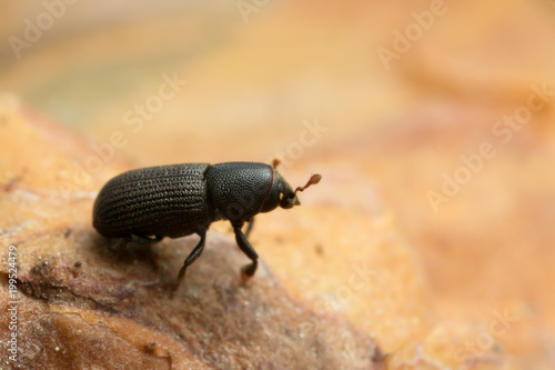 Hylastes bark beetle on wood photographed with high magnification
