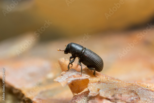 Hylastes bark beetle on wood photographed with high magnification photo