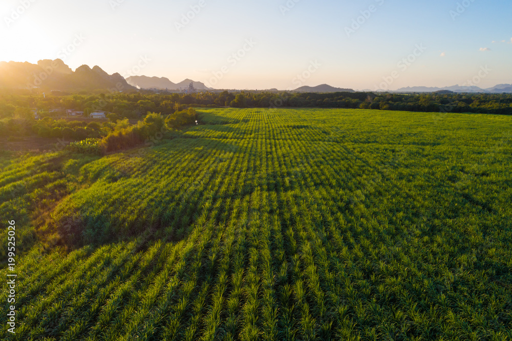Sugarcane plantation field aerial view with sunset light Sugarcane plantation field aerial view with sunset light