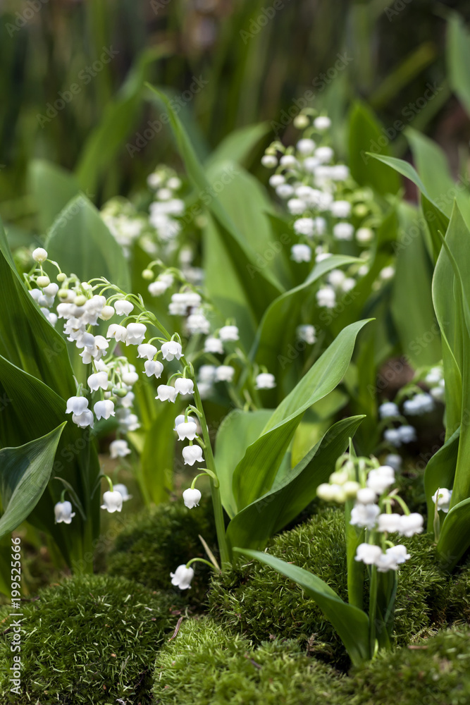 Lily of the Valley Lily of the Valley